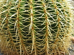 27897 Cactus spikes.jpg